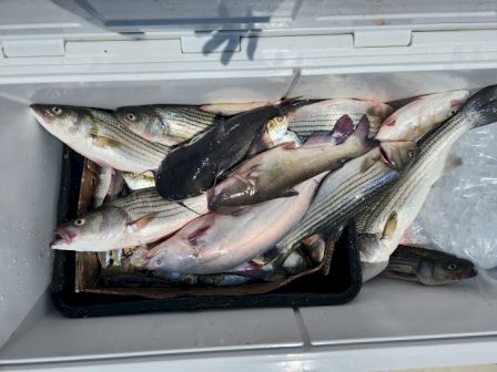 A cooler filled with various fish, including striped bass and catfish, likely caught during a fishing trip, with an ice pack visible on the right.